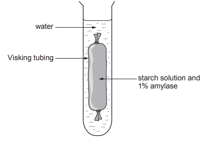 Visking tubing in a test tube contains starch solution with 1% amylase, surrounded by water, demonstrating a semi-permeable membrane experiment.