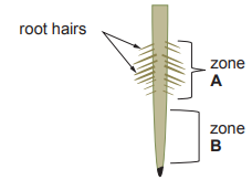 Diagram of a plant root showing root hairs and two labelled zones, A and B, with arrows pointing to root hairs near zone A.