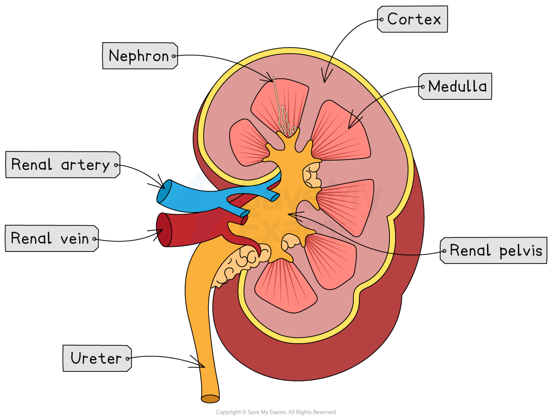 Cross-section diagram of a kidney showing labelled parts: cortex, medulla, nephron, renal pelvis, renal artery, renal vein, and ureter.