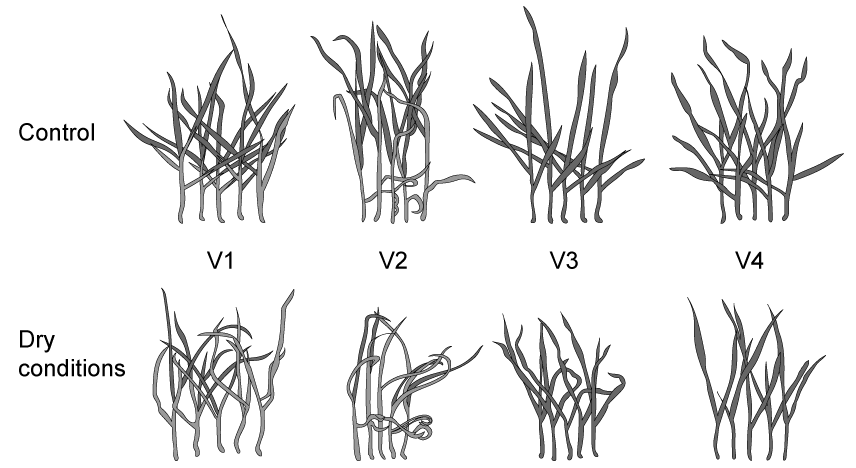 Diagram comparing plant growth under control and dry conditions across four variations, V1 to V4, with visibly less dense and more curled foliage in dry conditions.