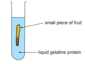 Test tube with blue liquid gelatine protein, containing a labelled small piece of fruit floating inside.