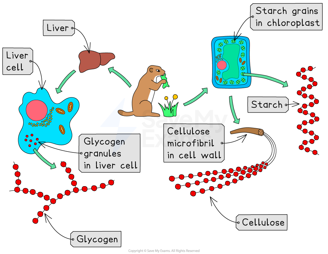 Diagram showing the conversion of starch and glucose in a liver cell, including glycogen granules, cellulose microfibrils, and a rodent eating grass.