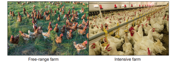 Side-by-side comparison of two farms: left shows chickens roaming green grass, right shows chickens crowded indoors with automated feeders.