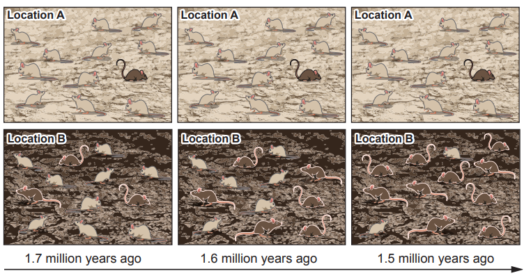 Series of six panels showing light and dark mice in two locations over time, from 1.7 to 1.5 million years ago, illustrating evolutionary changes.