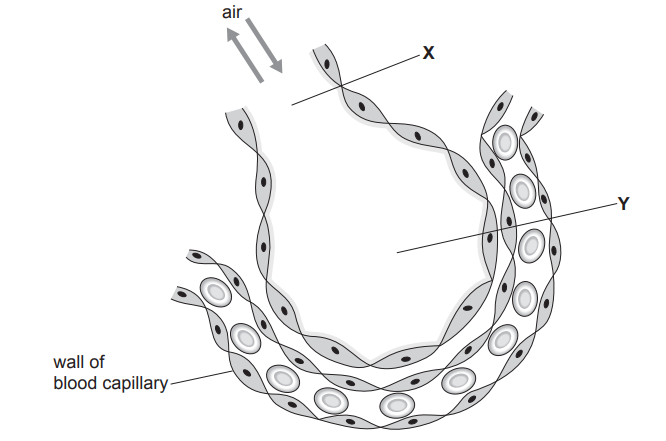 Diagram of alveoli structure showing a curved layer labelled X, inner capillaries labelled Y with circular cells, and arrows indicating air flow.