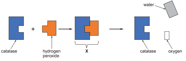 Diagram showing catalase (blue) reacting with hydrogen peroxide (orange), forming a complex, then breaking into water and oxygen, leaving catalase unchanged.