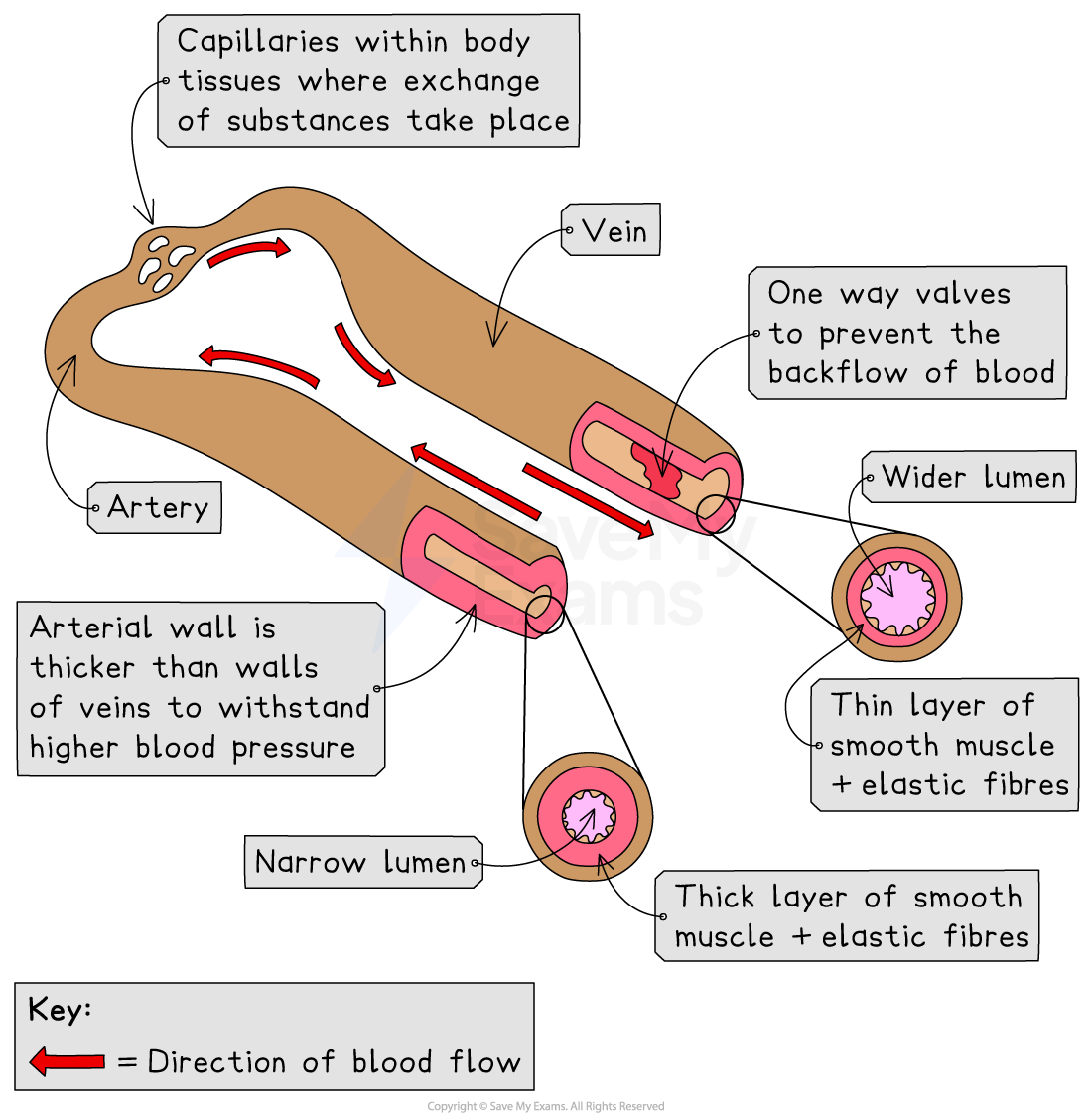 comparing-arteries-and-veins-igcse-and-gcse-biology-revision-notes