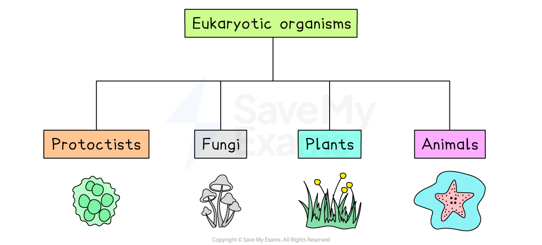 Diagram categorising eukaryotic organisms into four groups: protists, fungi, plants, and animals, each with a representative illustration.