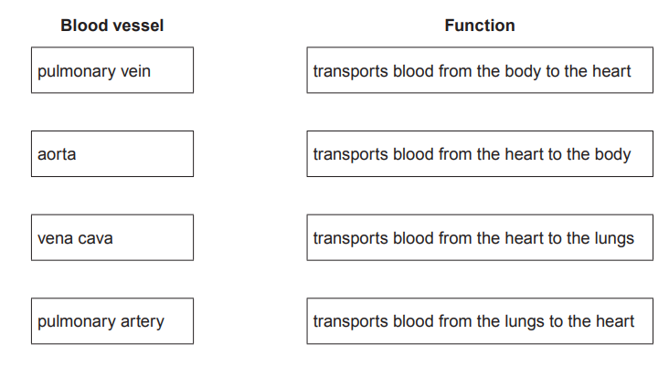 Table matching blood vessels with functions: pulmonary vein transports blood from lungs to heart; aorta from heart to body; vena cava from body to heart; pulmonary artery from heart to lungs.