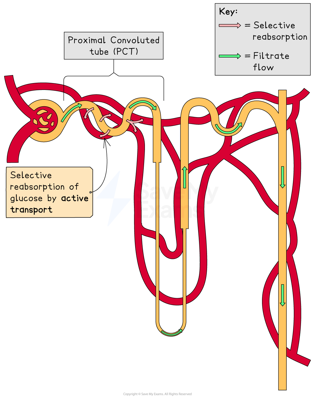 Diagram of proximal convoluted tube showing selective reabsorption of glucose and filtrate flow, with arrows indicating directions and labelled sections.