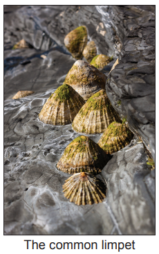 Several common limpets with conical shells clinging to a textured, rocky surface, partially covered in green algae.