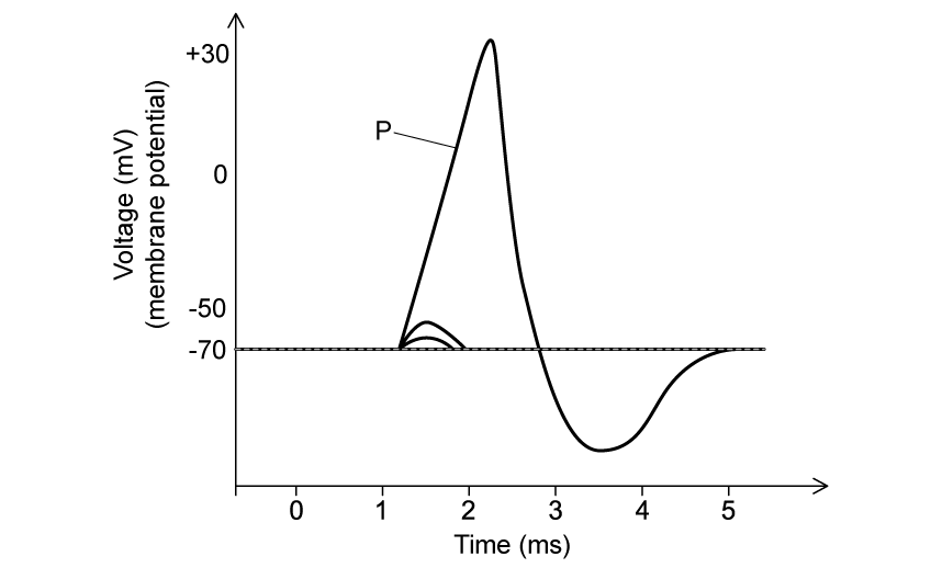 Graph of membrane potential over time, showing rapid rise and fall with peak labelled 'P' at 2 ms. Voltage ranges from -70 to +30 mV.