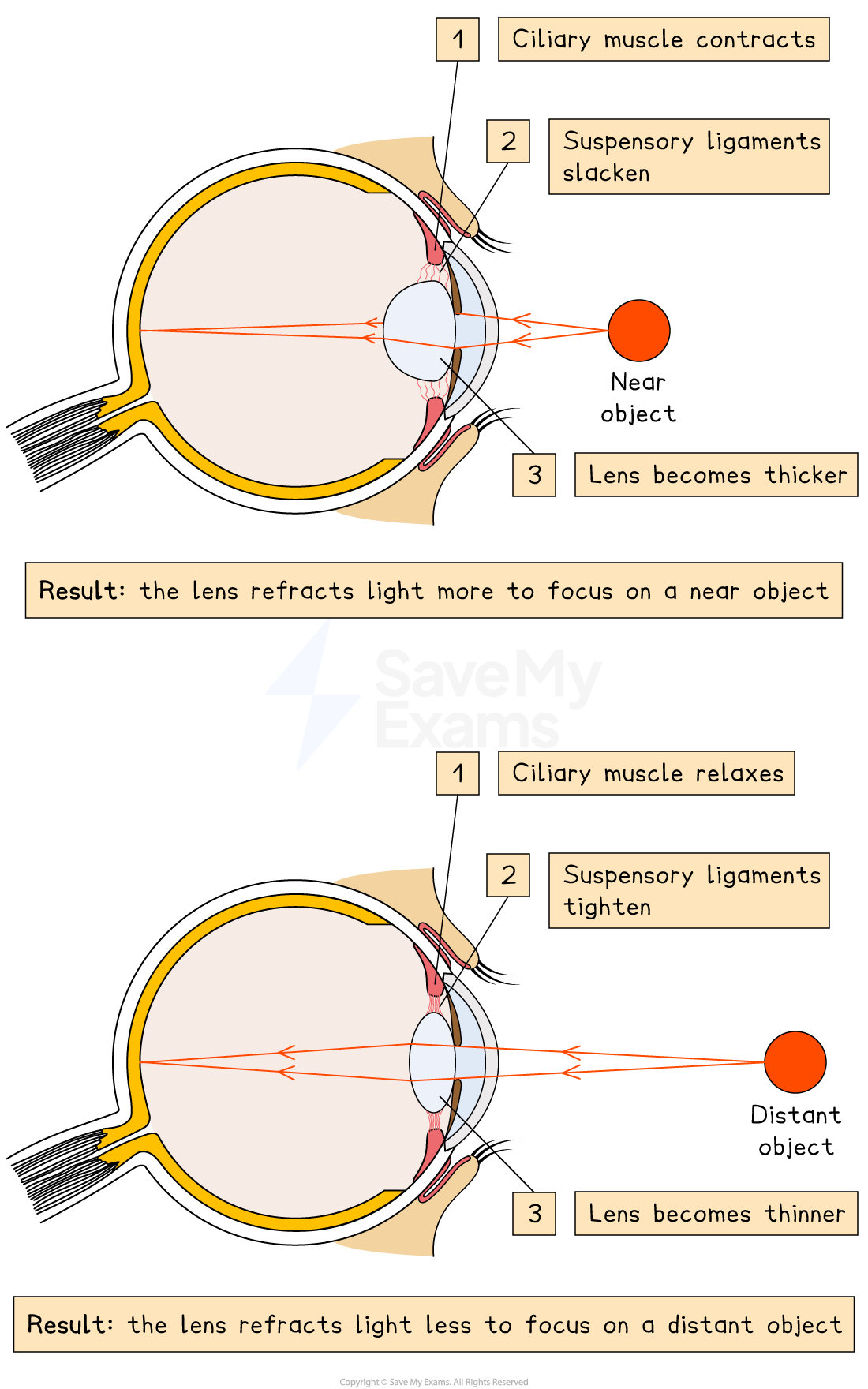 Diagram showing eye accommodation: ciliary muscles contract for near object, lens thickens. Ciliary muscles relax for distant object, lens thins.