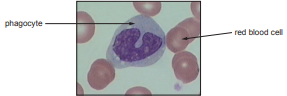 Microscopic image of a phagocyte with a lobed nucleus, surrounded by several red blood cells, labelled accordingly.
