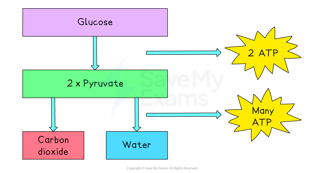 Flowchart showing glucose converting to pyruvate, producing 2 ATP. Pyruvate generates carbon dioxide, water, and many ATP molecules.