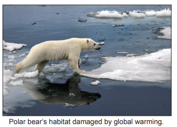 Polar bear walking on melting ice in Arctic waters, illustrating habitat loss due to climate change and global warming impacts.