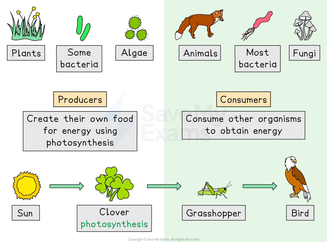 Diagram showing producers like plants creating food via photosynthesis and consumers like animals obtaining energy by consuming other organisms.
