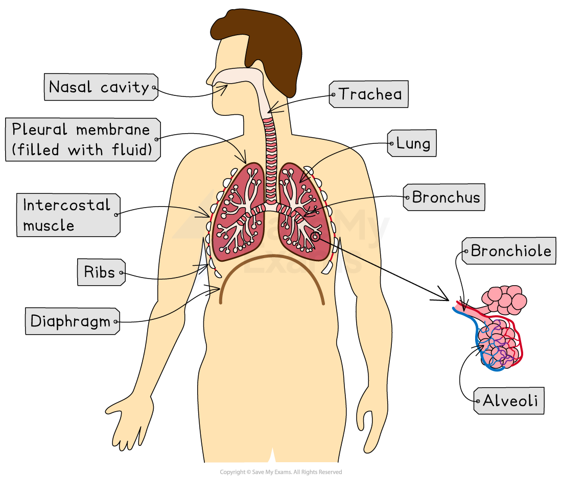 Diagram of the human respiratory system showing the nasal cavity, trachea, lungs, bronchi, bronchioles, alveoli, pleural membrane, ribs, intercostal muscles, and diaphragm.