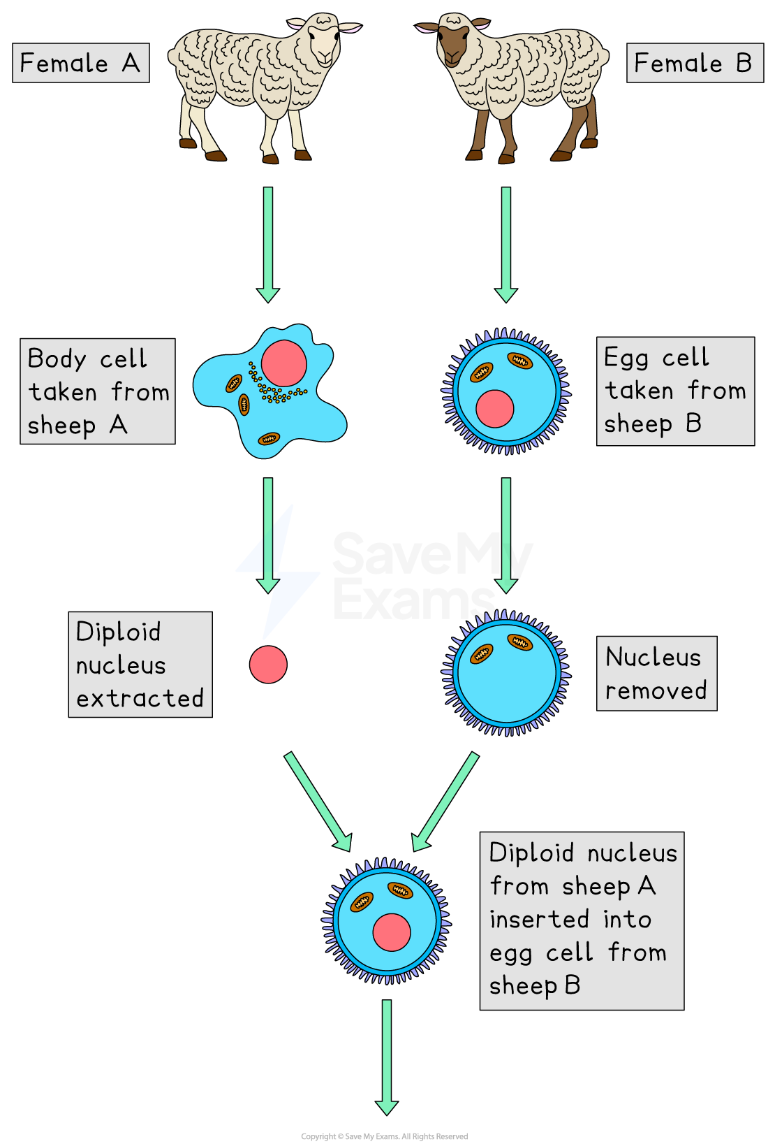 Diagram showing cloning: cells from two sheep, with nucleus from sheep A inserted into egg from sheep B, after removal of original nucleus.