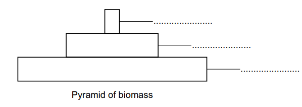 Diagram of a biomass pyramid with three labelled horizontal bars of varying lengths, depicting different levels in an ecosystem.