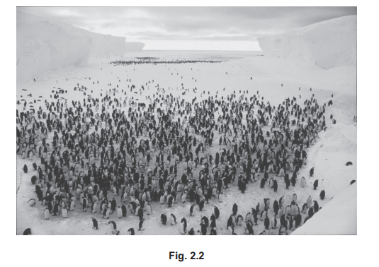 A large colony of penguins gathered on a snowy, icy landscape with looming ice cliffs under an overcast sky.