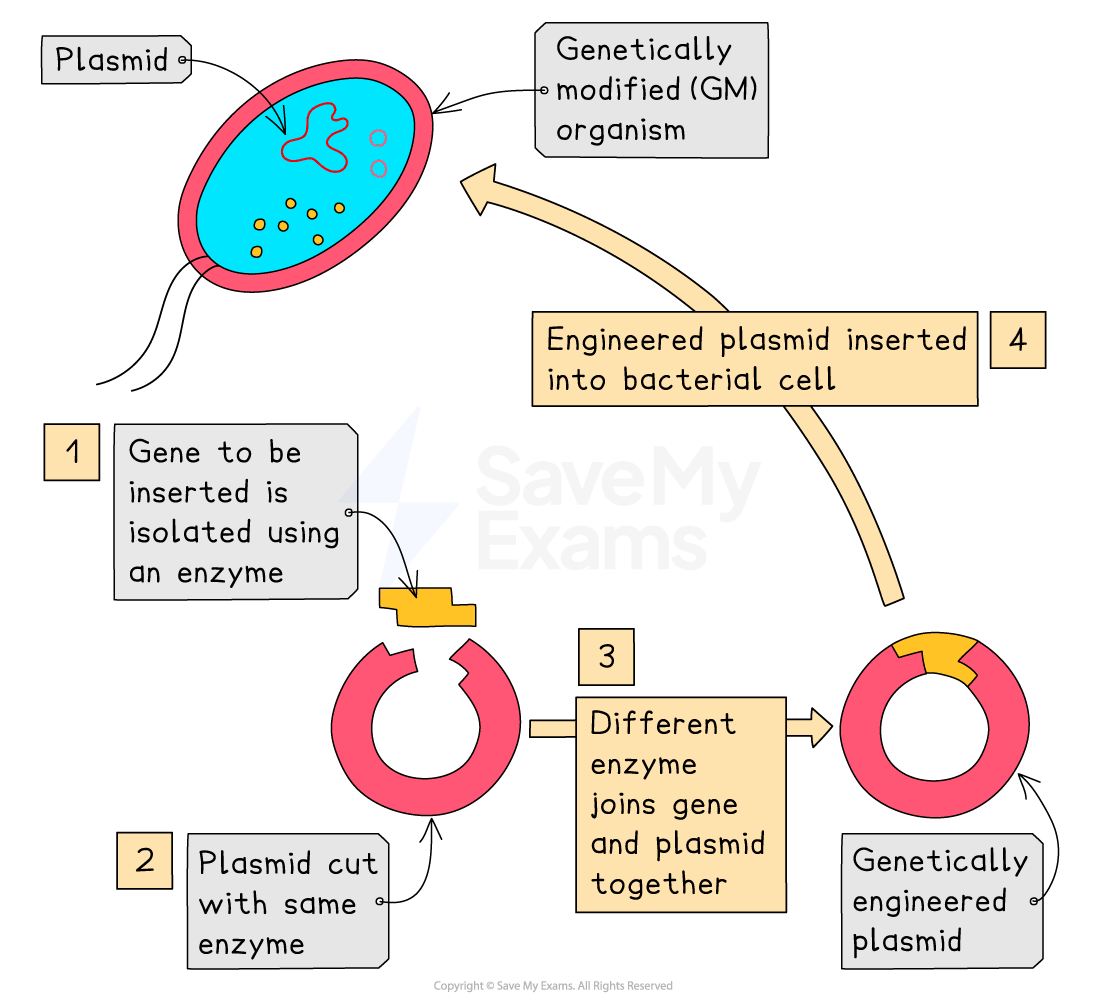 Diagram illustrating genetic modification: gene isolation, plasmid cutting, gene insertion, forming a genetically engineered plasmid, inserted into a bacterium.