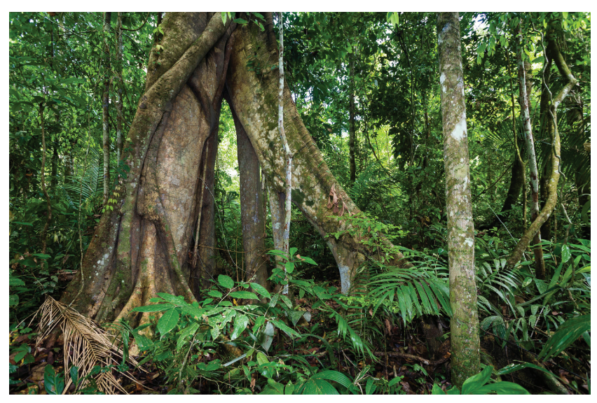 Dense rainforest scene with large tree trunk featuring buttress roots surrounded by lush green foliage, ferns, and smaller trees.