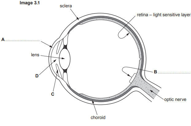 Cross-section diagram of the human eye showing labelled parts: sclera, retina, choroid, optic nerve, lens, and points A, B, C, and D.