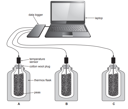 Diagram of a scientific setup showing three thermos flasks with peas and temperature sensors connected to a data logger and a laptop.