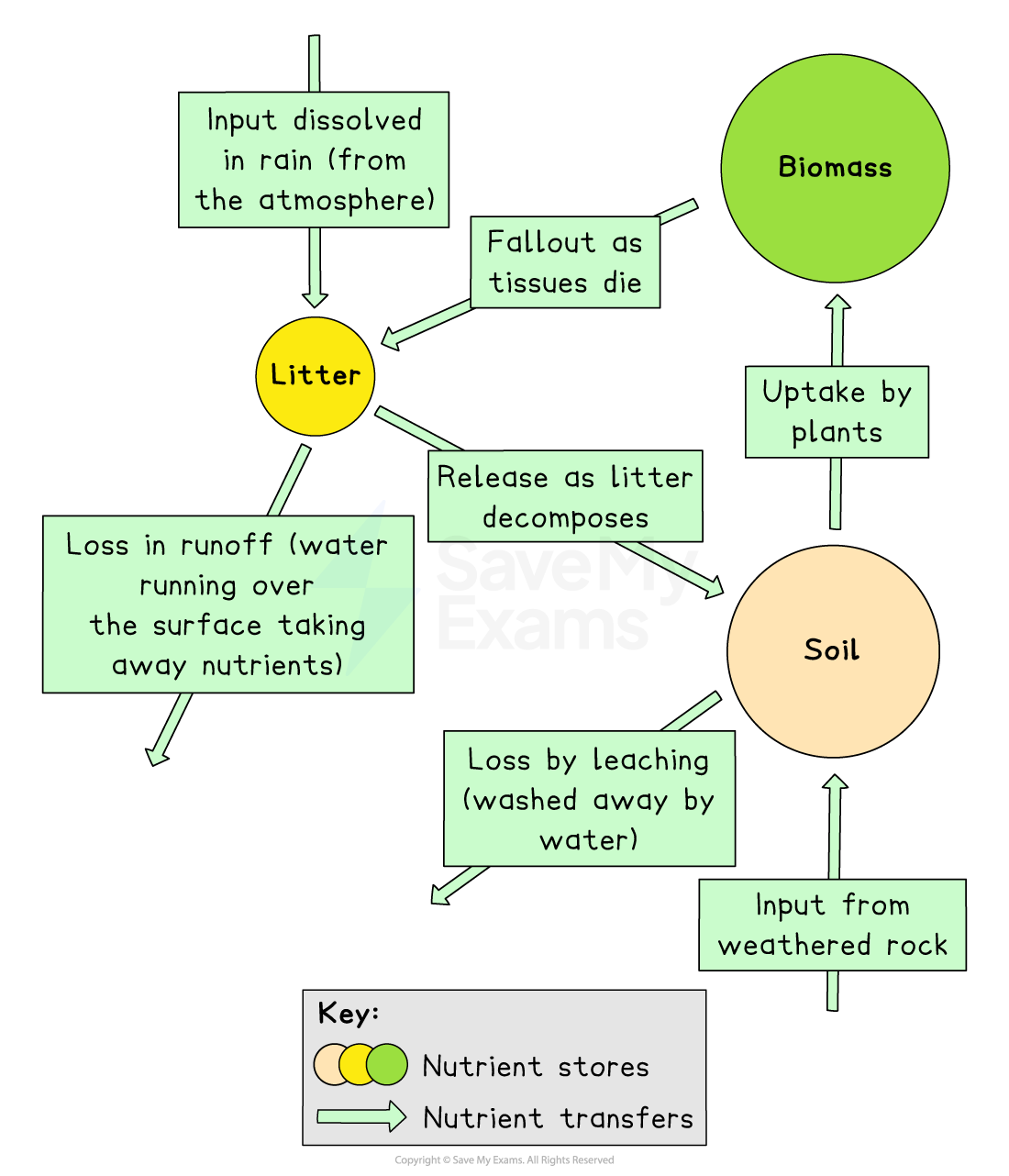 Nutrient cycle diagram showing nutrient stores (litter, biomass, soil) and transfers (rain inputs, plant uptake, tissue fallout, litter decomposition, runoff, leaching).
