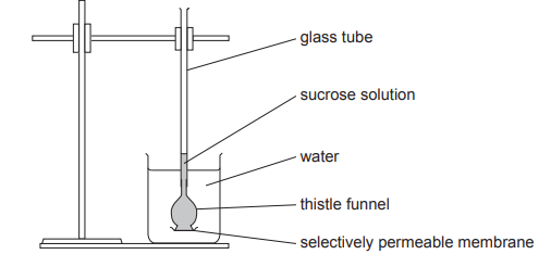 Diagram of an osmosis experiment with a thistle funnel containing sucrose solution in a beaker of water, separated by a permeable membrane.