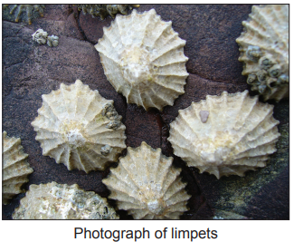 Close-up of several conical-shaped limpets attached to a rough, dark rock surface, highlighting their ridged, textured shells.
