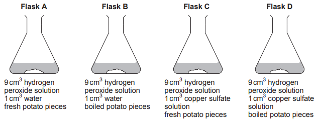 Four flasks labelled A to D contain varying combinations of hydrogen peroxide, water or copper sulphate, and fresh or boiled potato pieces.