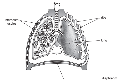 Illustration of human thoracic cavity showing labelled ribs, intercostal muscles, lungs, diaphragm, and trachea with alveoli detail on one lung.
