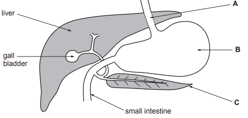 Diagram showing liver, gall bladder, and small intestine. Labels: A - tube, B - large round organ, C - intestine. Arrows point to each organ.