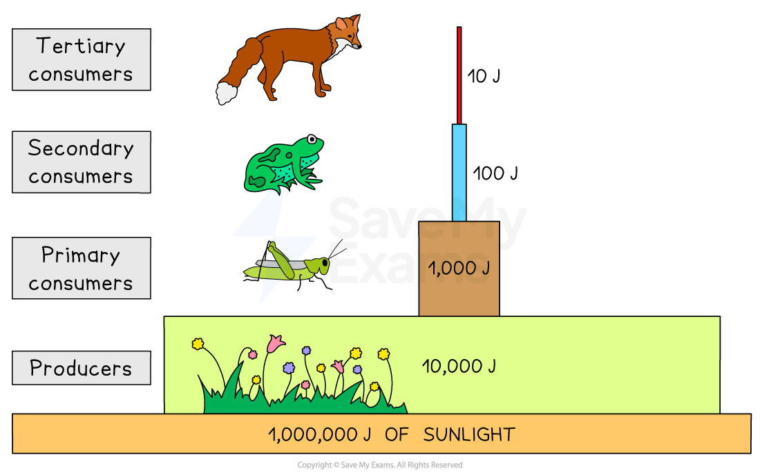 Food chain energy pyramid diagram with four levels from bottom to top: producers (10,000 J), primary (1,000 J), secondary (100 J), tertiary consumers (10 J).