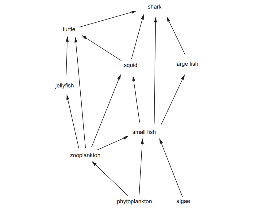 Food web diagram showing predator-prey relationships: algae, phytoplankton, zooplankton, small fish, large fish, squid, jellyfish, turtle, and shark.