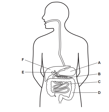 Diagram of the human digestive system, showing labelled organs including the liver (A), stomach (B), pancreas (C), intestines (D), gallbladder (E), and oesophagus (F).