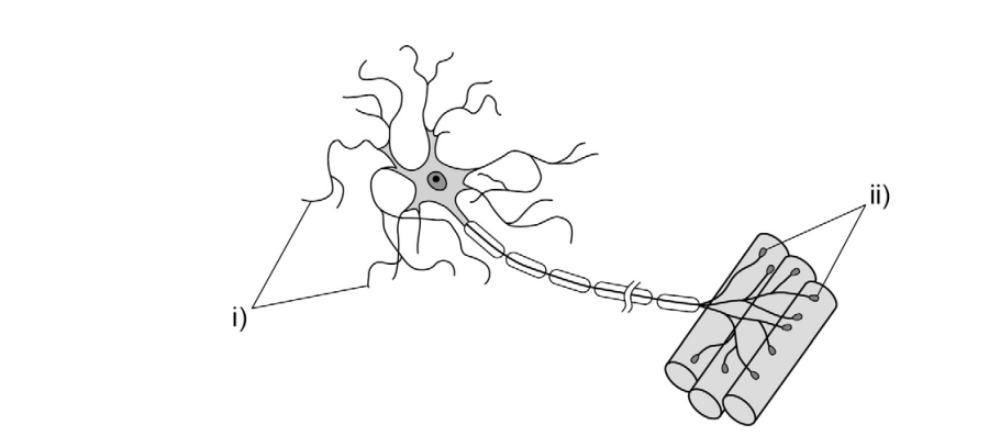 Diagram of a neuron showing dendrites labelled 'i' and synapses in muscle fibres labelled 'ii' connected by an axon with a highlighted cell body.