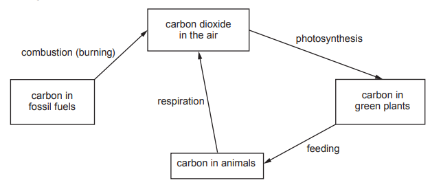 Flowchart depicting the carbon cycle, showing carbon dioxide in air interacting with fossil fuels, green plants, and animals through various processes.