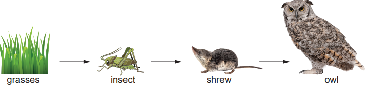 Grass to insect to shrew to owl food chain, showing the flow of energy through different organisms in a natural ecosystem.