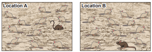 Two panels showing rats on a textured background; Location A has one dark rat among light rats, Location B has one dark rat with light rats.