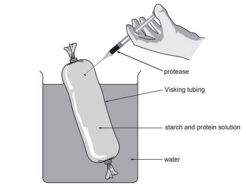 A hand injecting protease into a Visking tubing containing starch and protein solution, submerged in a container of water.