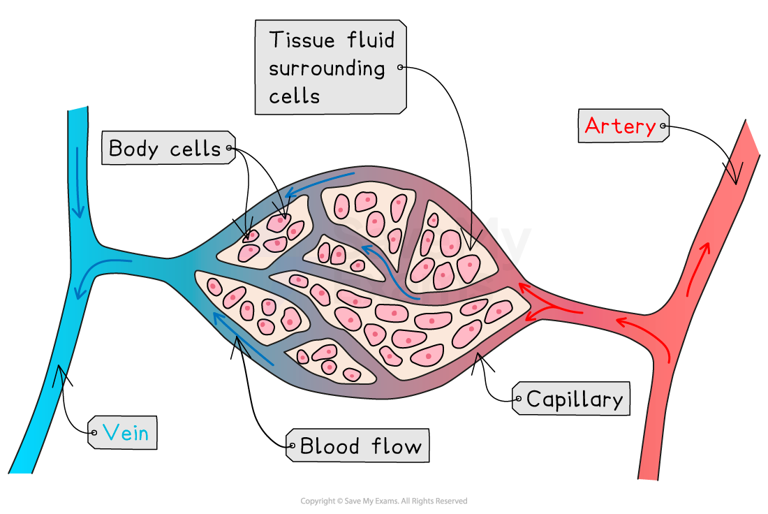 Diagram of capillary exchange showing blood flow from artery to vein, with labelled body cells, tissue fluid, and path through capillaries.