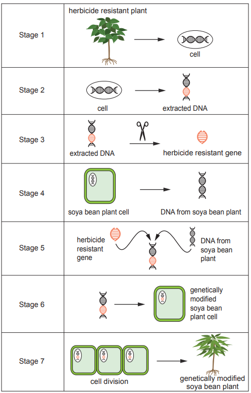 Flowchart depicting genetic modification of a soya bean plant to be herbicide resistant, showing stages from DNA extraction to modified plant growth.