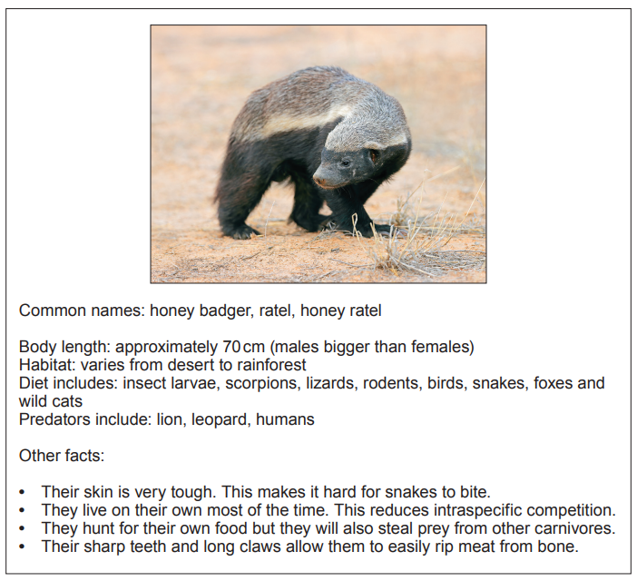 Honey badger walking on sandy terrain. It has a mottled grey and black coat. Information about its habitat, diet, and predators is detailed below.