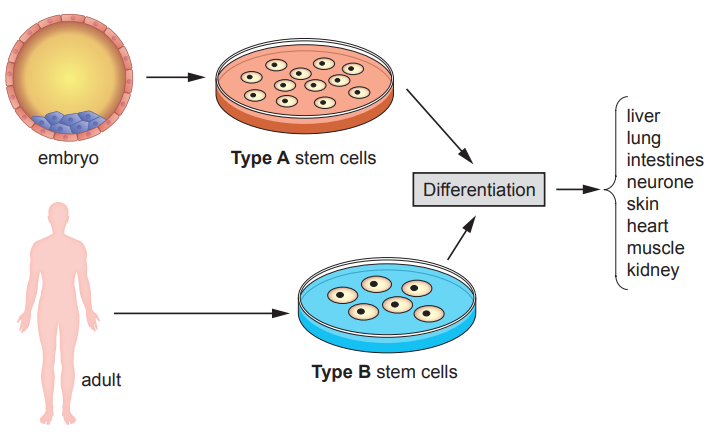 Diagram showing an embryo and adult leading to Type A and B stem cells, which undergo differentiation to form various body tissues like liver, lung, and heart.
