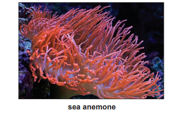 Close-up of a vibrant orange sea anemone with long, flowing tentacles set against a dark, blurred underwater background.