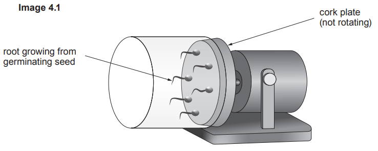 Diagram showing a germinating seed with roots growing on a cork plate attached to a device. The plate is labelled as 'not rotating'.