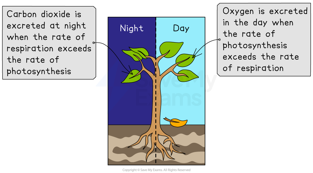 Diagram showing a tree with night and day sections. At night, carbon dioxide is excreted; during the day, oxygen is excreted.